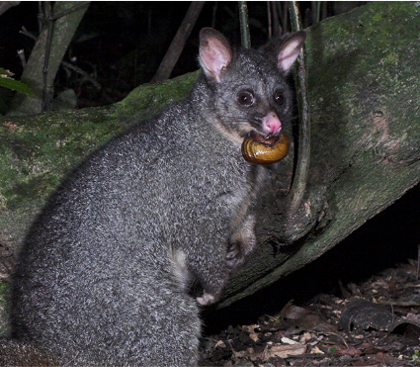 Possum