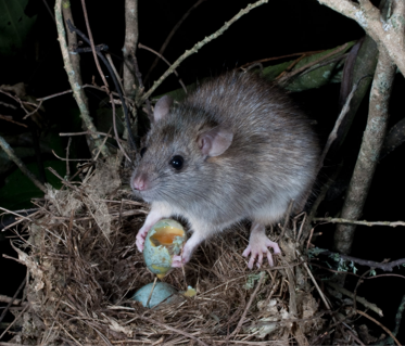 Rat 2