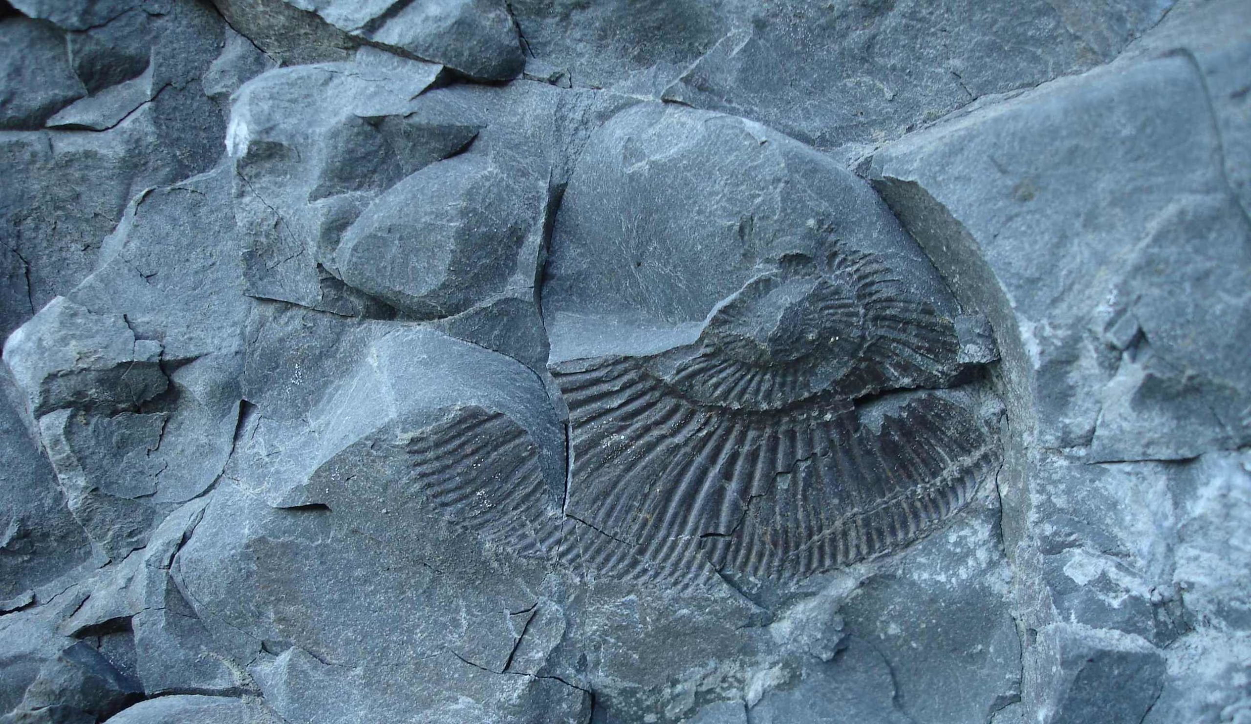 ammonite lowres
